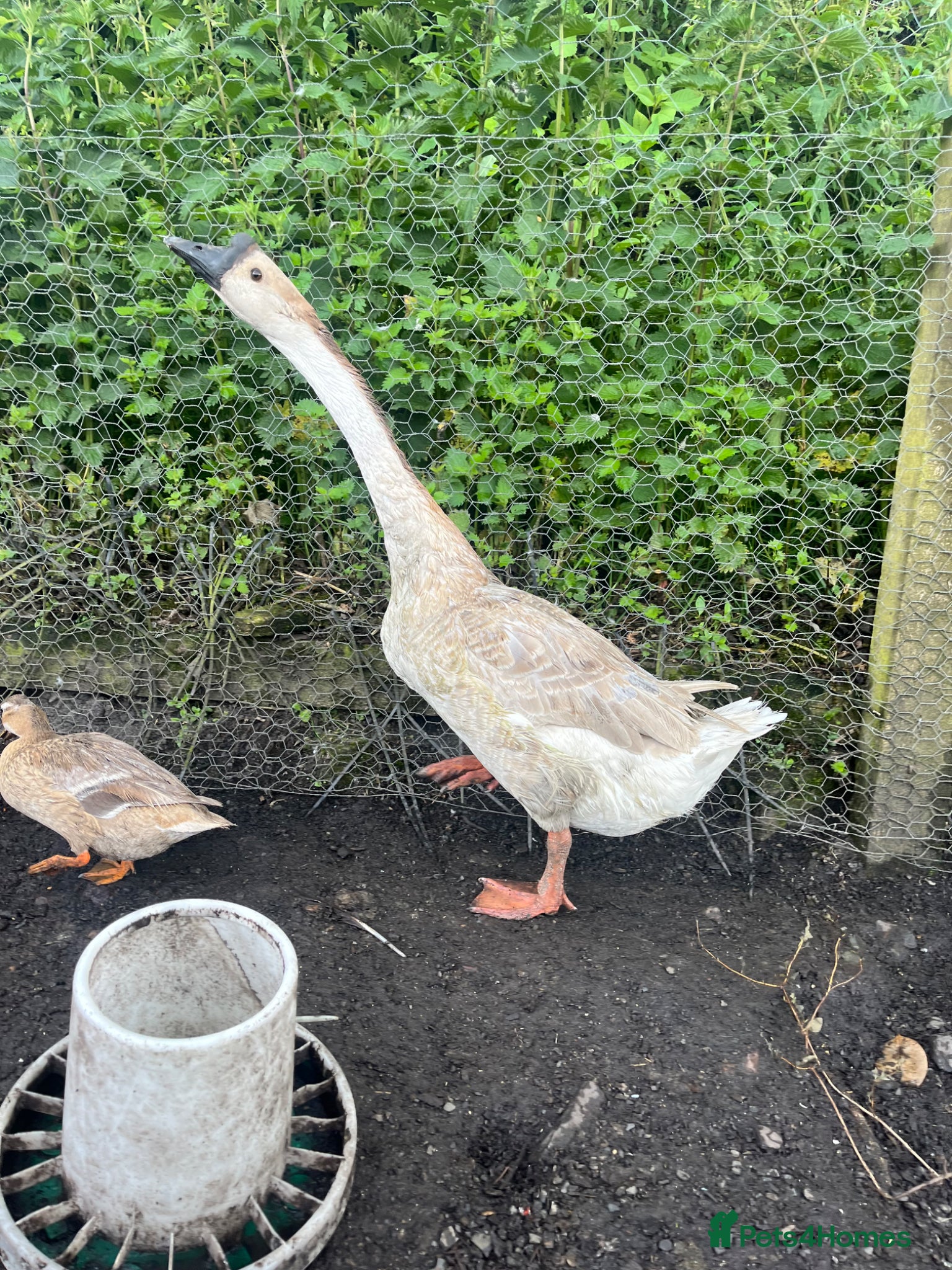 Geese poultry for sale: Year old geese for sale  - Advert 2