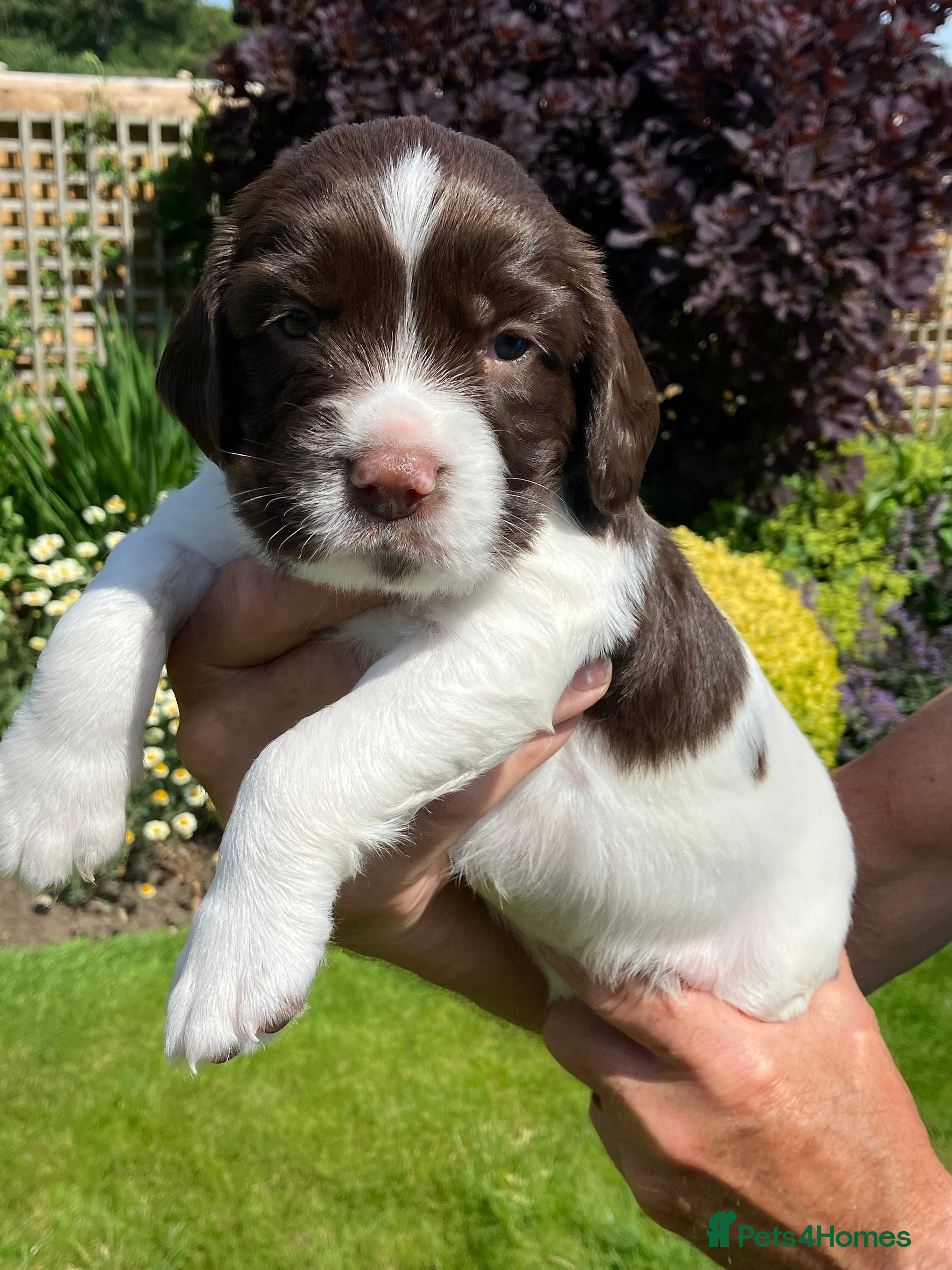 English Springer Spaniel dogs English Springer Spaniel male pup - Advert 4