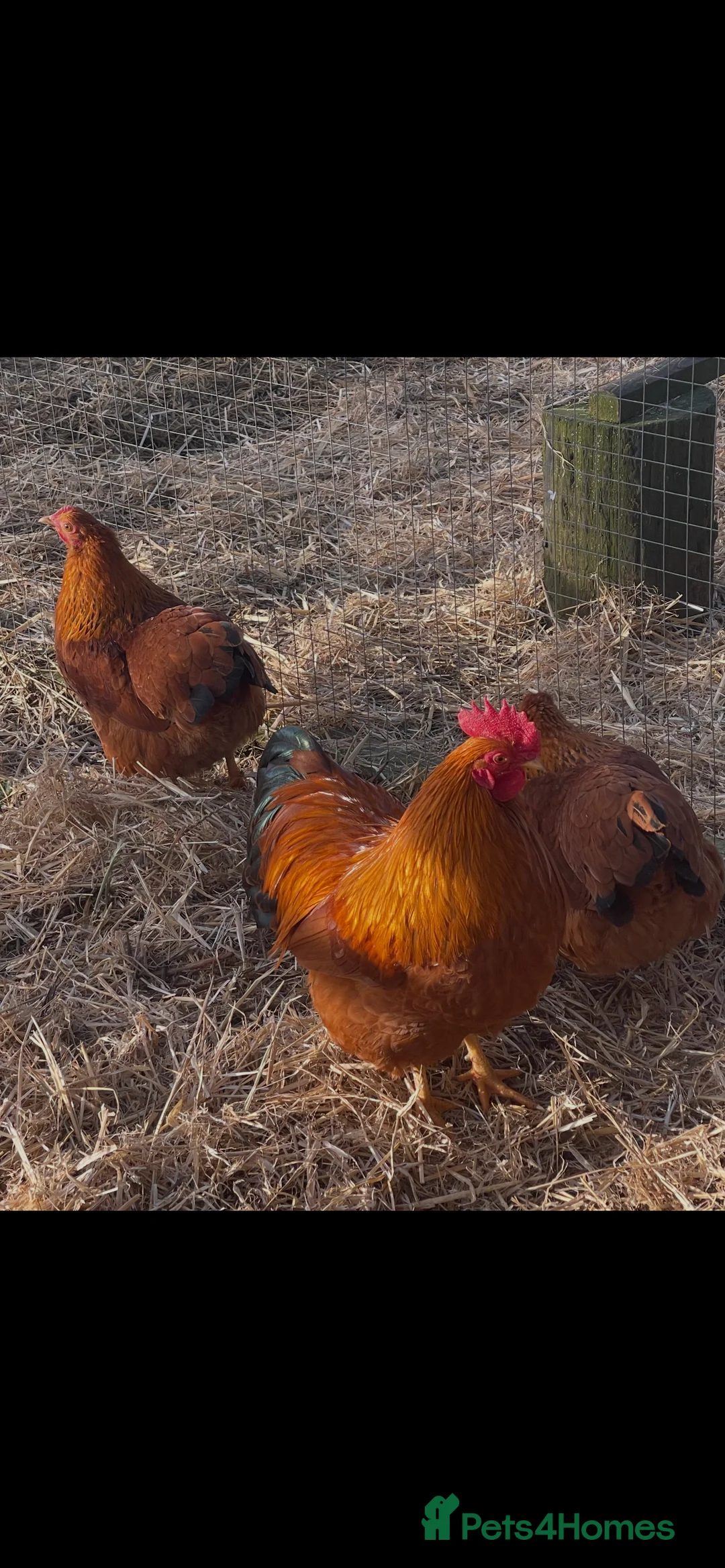Chickens poultry for sale: TRIO NEW HAMPSHIRE RED BANTAMS in Lewes - Advert 3