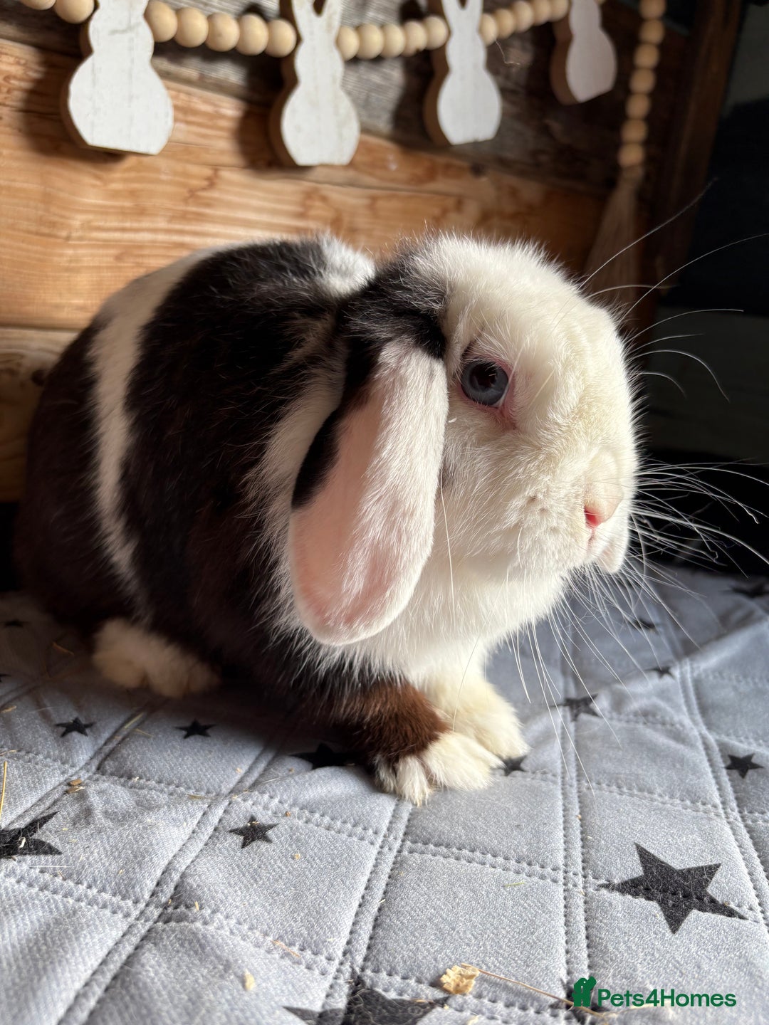 Mini Lop rabbits for sale: 8 beautiful friendly baby mini lops  - Image 28
