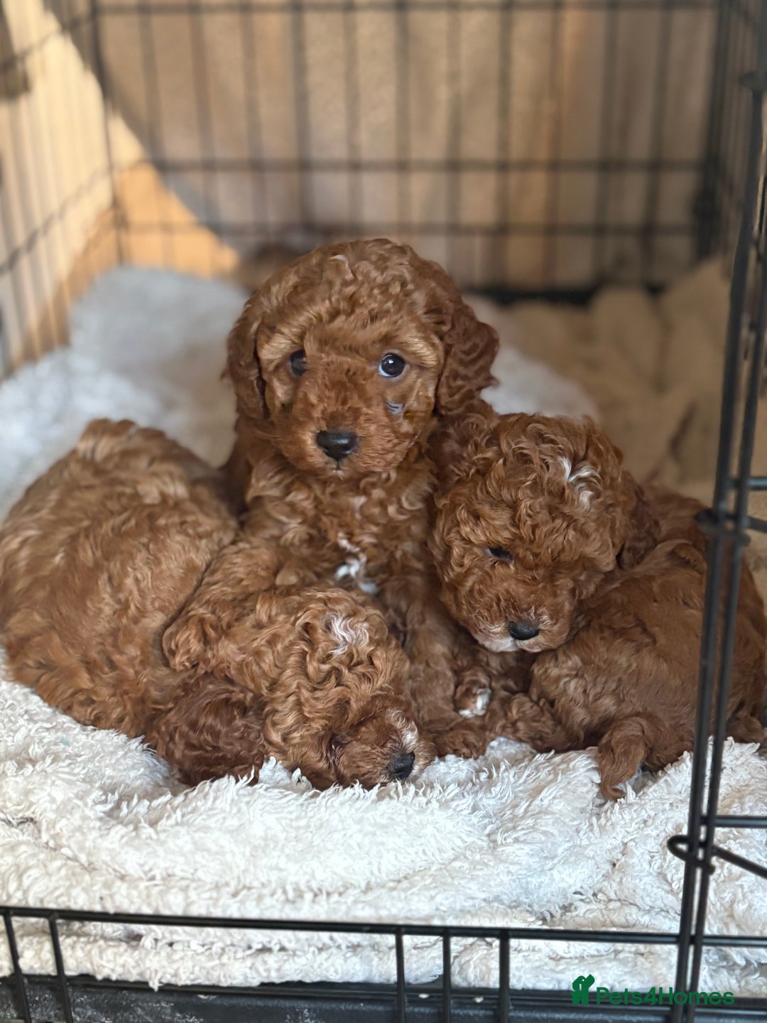 Cavapoo dogs for sale: 💫 TOY CAVAPOO PUPPYS HEALTH TESTED 💫  - Image 10