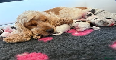 Cocker Spaniel dogs - Advert 8