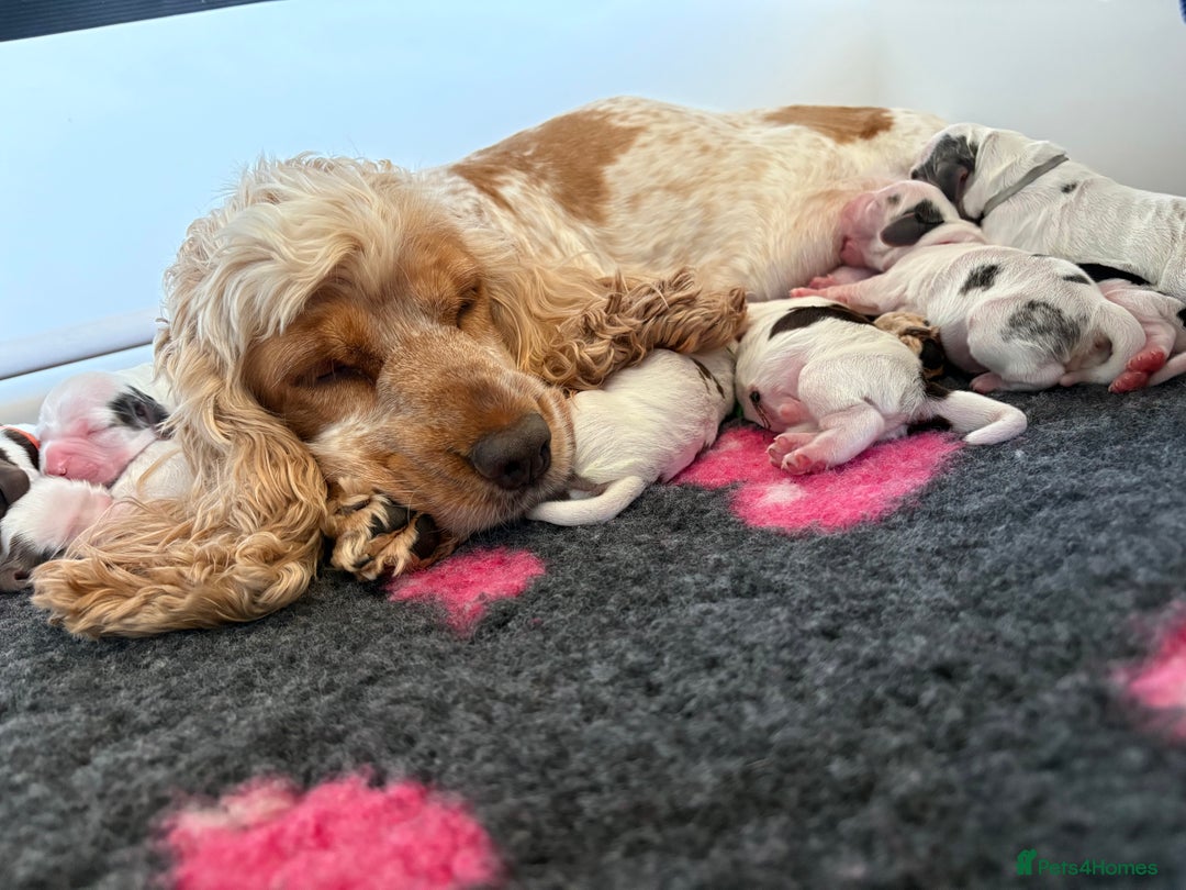 Cocker Spaniel dogs for sale: KC Reg; Home Raised; Low COI; DNA CLEAR; Show Type - Image 11