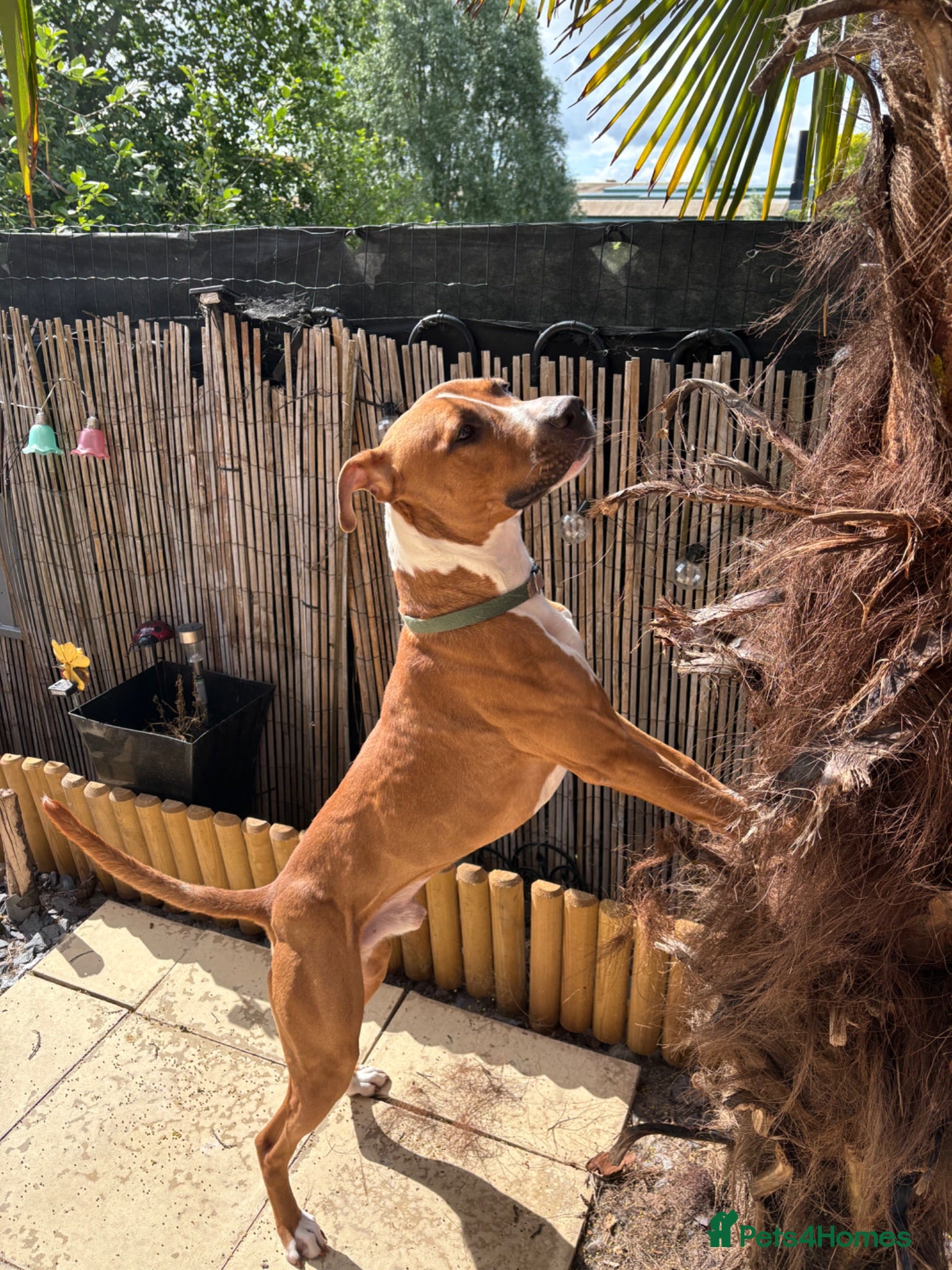 Mixed Breed dogs 3yr old male American bulldog x staff - Advert 4