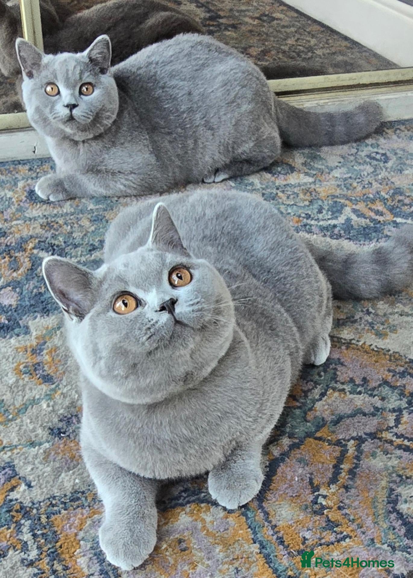 British Shorthair cats Gorgeous British Short Hair Kittens - Advert 14