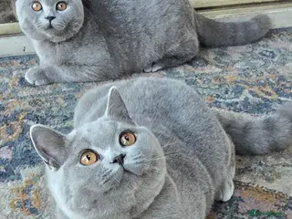 British Shorthair cats Gorgeous British Short Hair Kittens - Advert 14