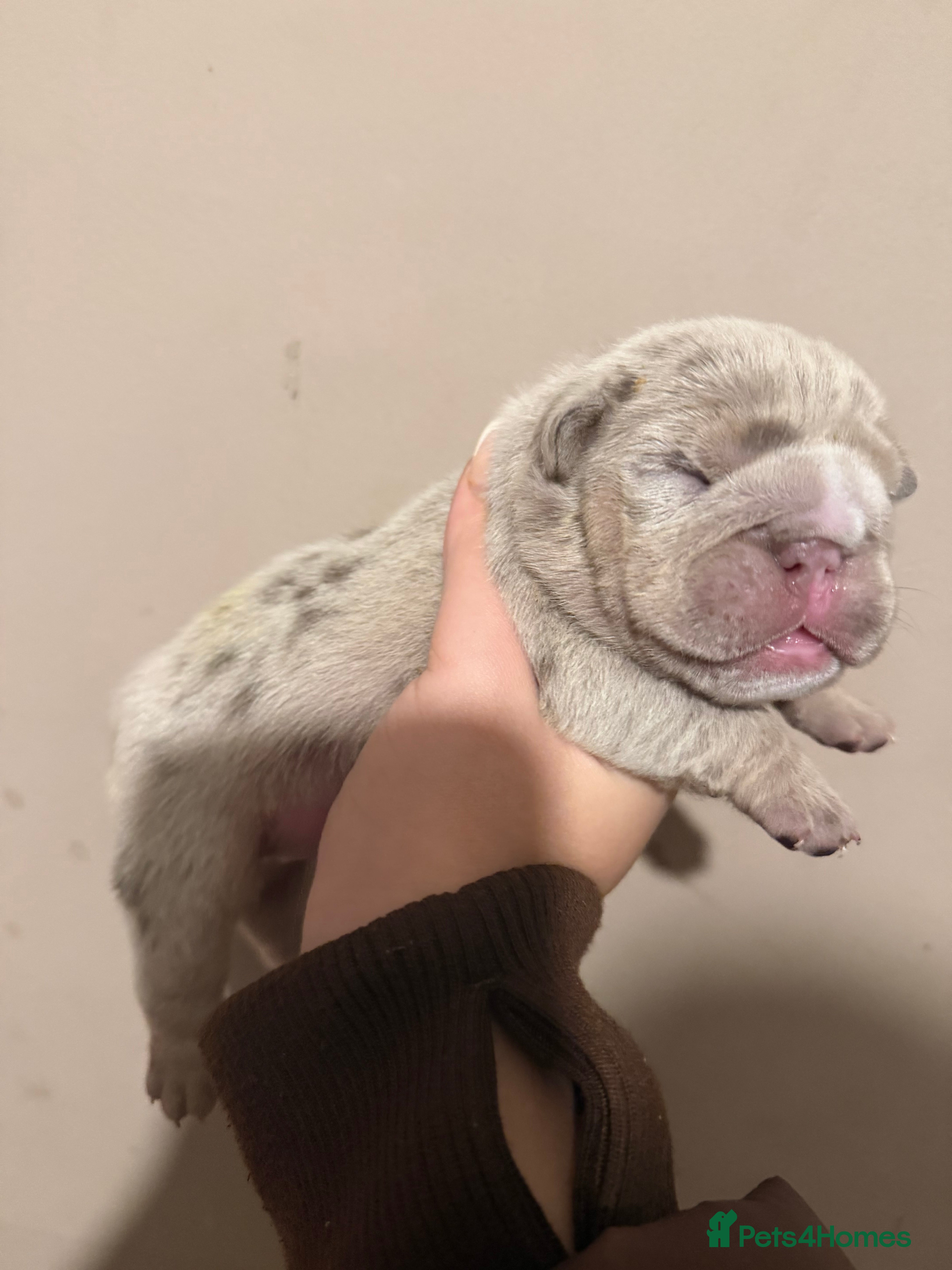 English Bulldog dogs ENGLISH BULLDOG PUPs FOR SALE🖤 - Advert 1