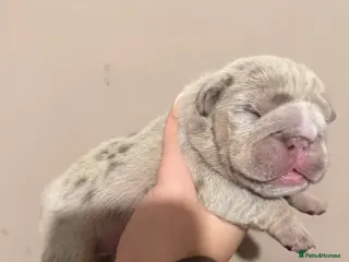 English Bulldog dogs ENGLISH BULLDOG PUPs FOR SALE🖤 - Advert 1