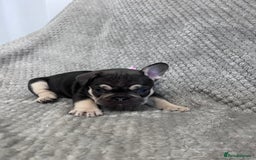 French Bulldog dogs for sale: Gorgeous Puppies ready to be reserved  - Image 14