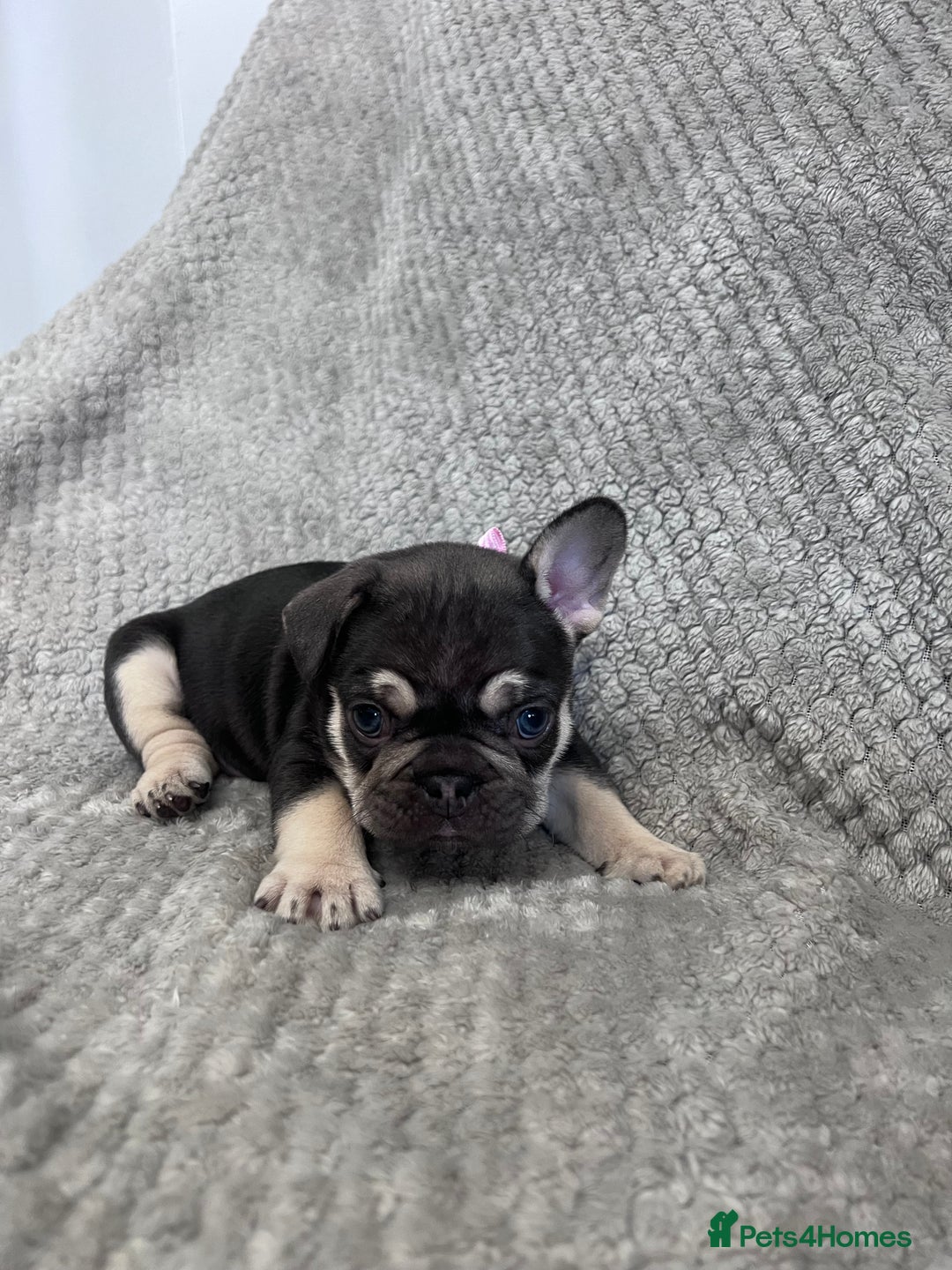 French Bulldog dogs for sale: Gorgeous Puppies ready to be reserved  - Image 14