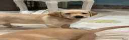 Labrador Retriever dogs for sale: Kc registered labrador puppies - Advert 10