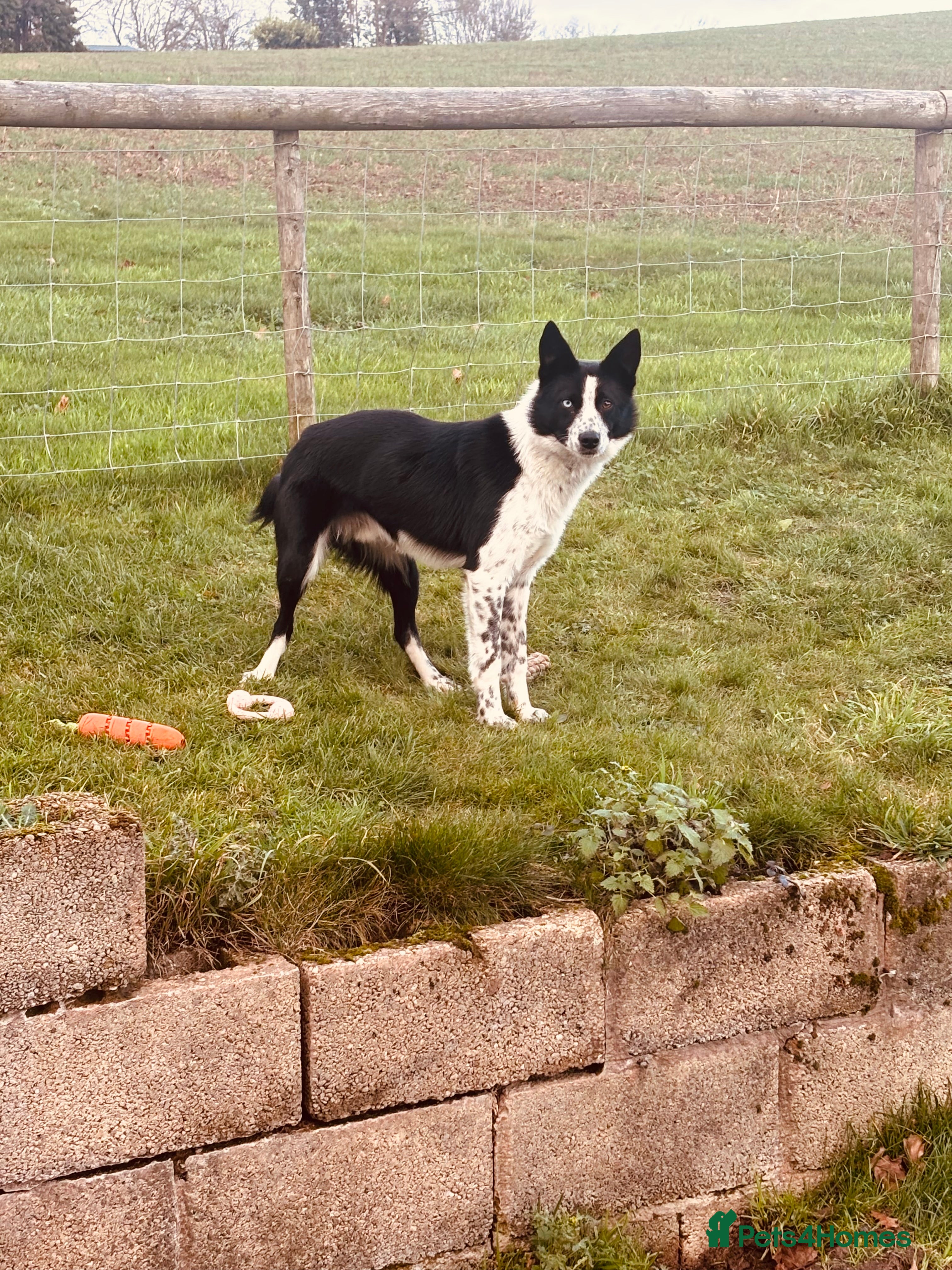 Border Collie dogs Working sheepdog - 15 months old border collie - Advert 3