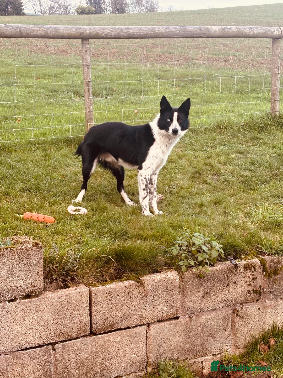 Border Collie dogs for sale: Working sheepdog - 15 months old border collie - Advert 1
