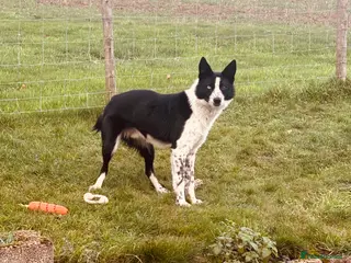 Border Collie dogs Working sheepdog - 15 months old border collie - Advert 1