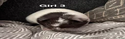 Guinea Pig rodents for sale: Guinea pigs for sale - Advert 5