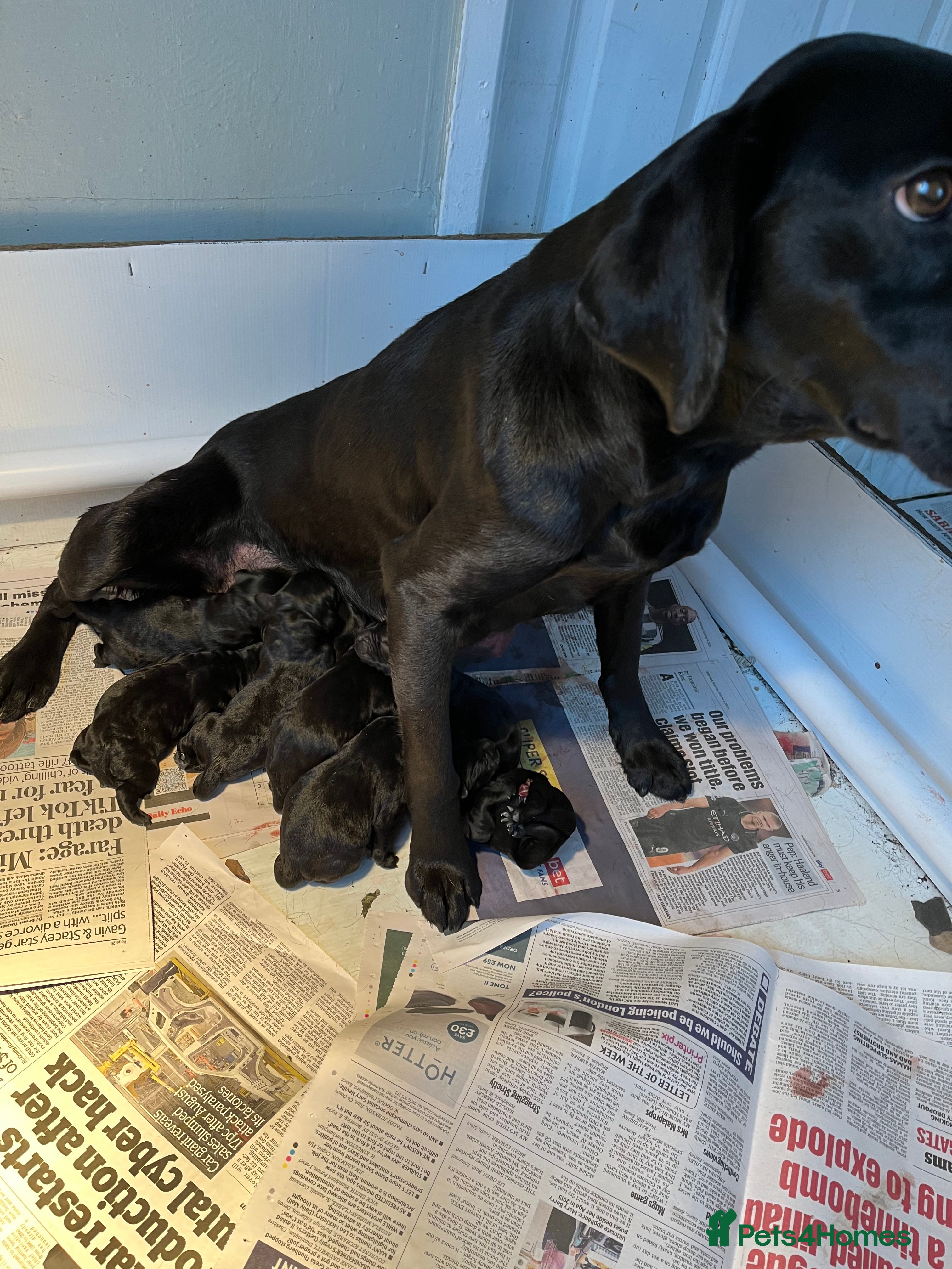 Labrador Retriever dogs Beautiful black Labrador puppies  - Advert 1
