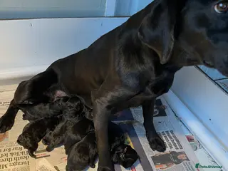 Labrador Retriever dogs Beautiful black Labrador puppies - Advert 1