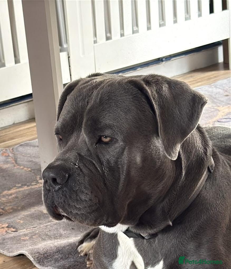Cane Corso dogs Beautiful male cane corso  - Advert 3