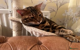 Bengal cats for sale: MUST GO TOGETHER  - Advert 11