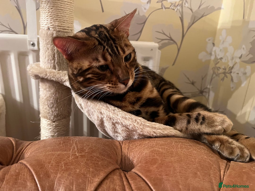 Bengal cats for sale: MUST GO TOGETHER  - Advert 11
