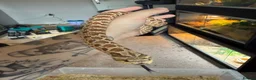 Snake reptiles for sale: Hognose with full set up  - Advert 4