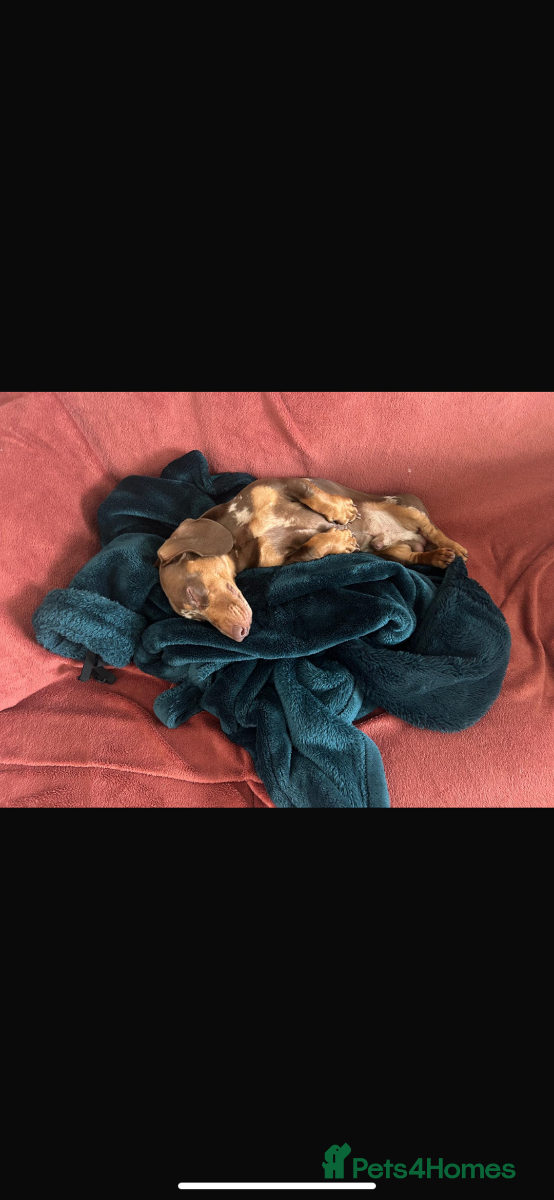 Dachshund dogs for sale: KC registered Tri choc dachshund puppy 1 year old  - Image 1