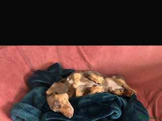 Dachshund dogs - Advert 36