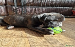Staffordshire Bull Terrier dogs for sale: KC Reg Staffy Pups – Beautiful Chunky Puppys - Image 5