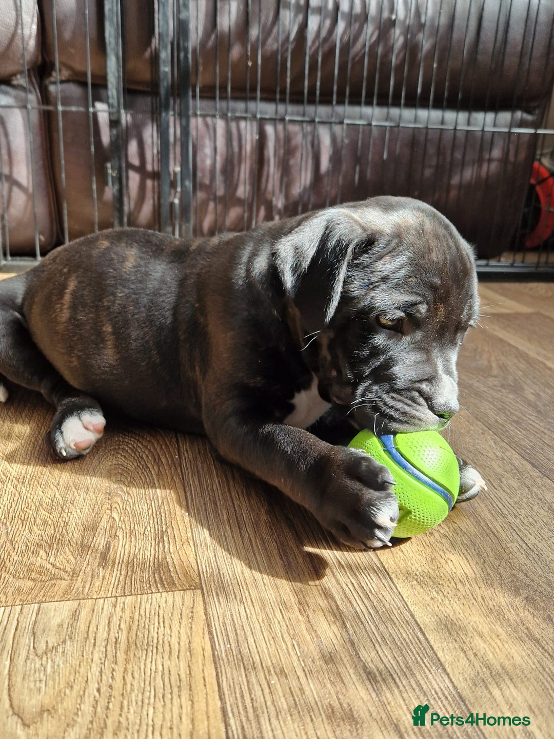 Staffordshire Bull Terrier dogs for sale: KC Reg Staffy Pups – Beautiful Chunky Puppys - Image 5