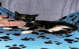 Mixed Breed cats for adoption: Star for adoption - Image 2