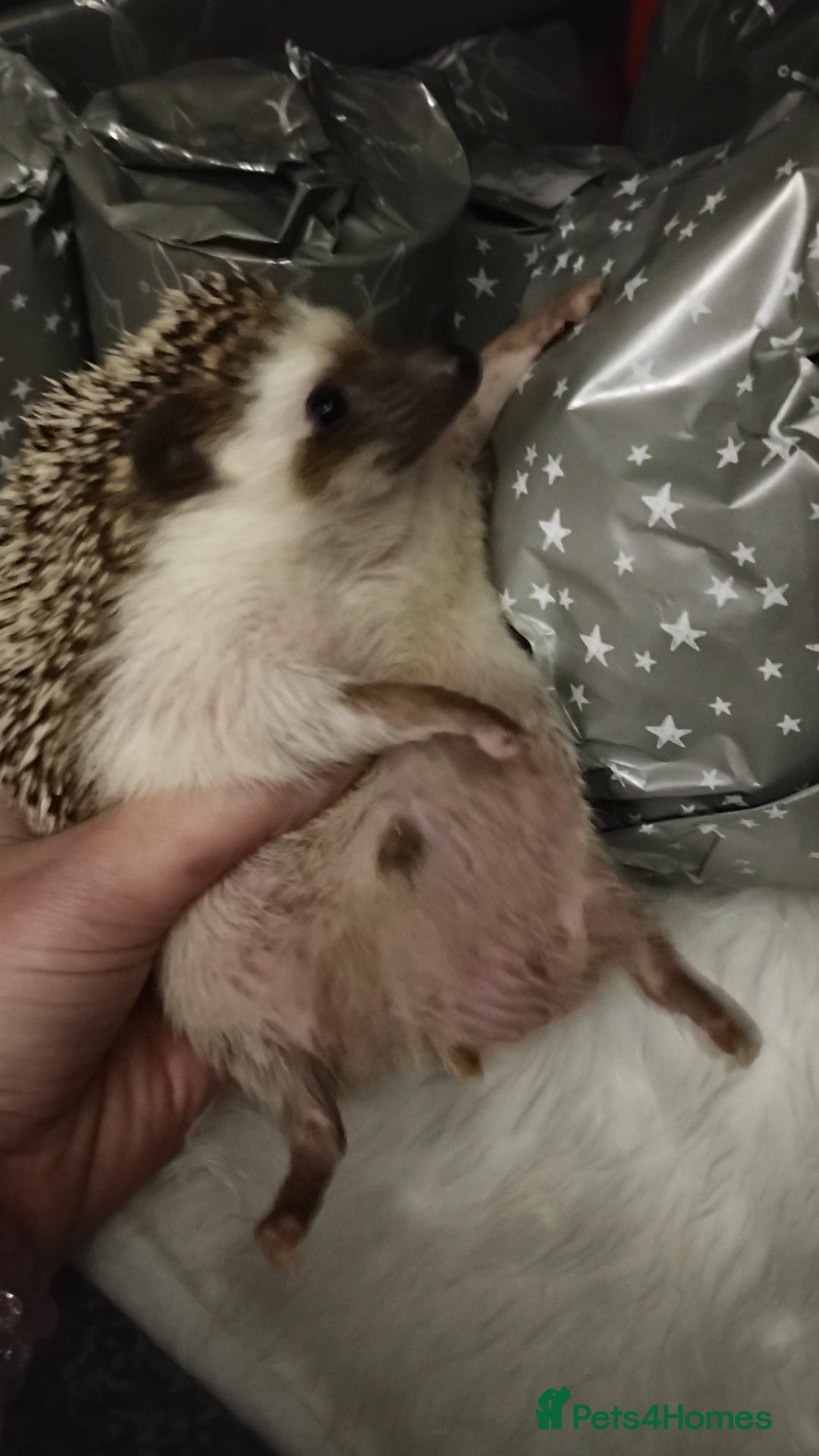 Pygmy Hedgehog rodents for sale: Chubby male hedgehog silly tame  - Advert 4