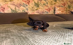 Miniature Dachshund dogs for sale: 2 male 1 female Miniature Dachshund  - Advert 3