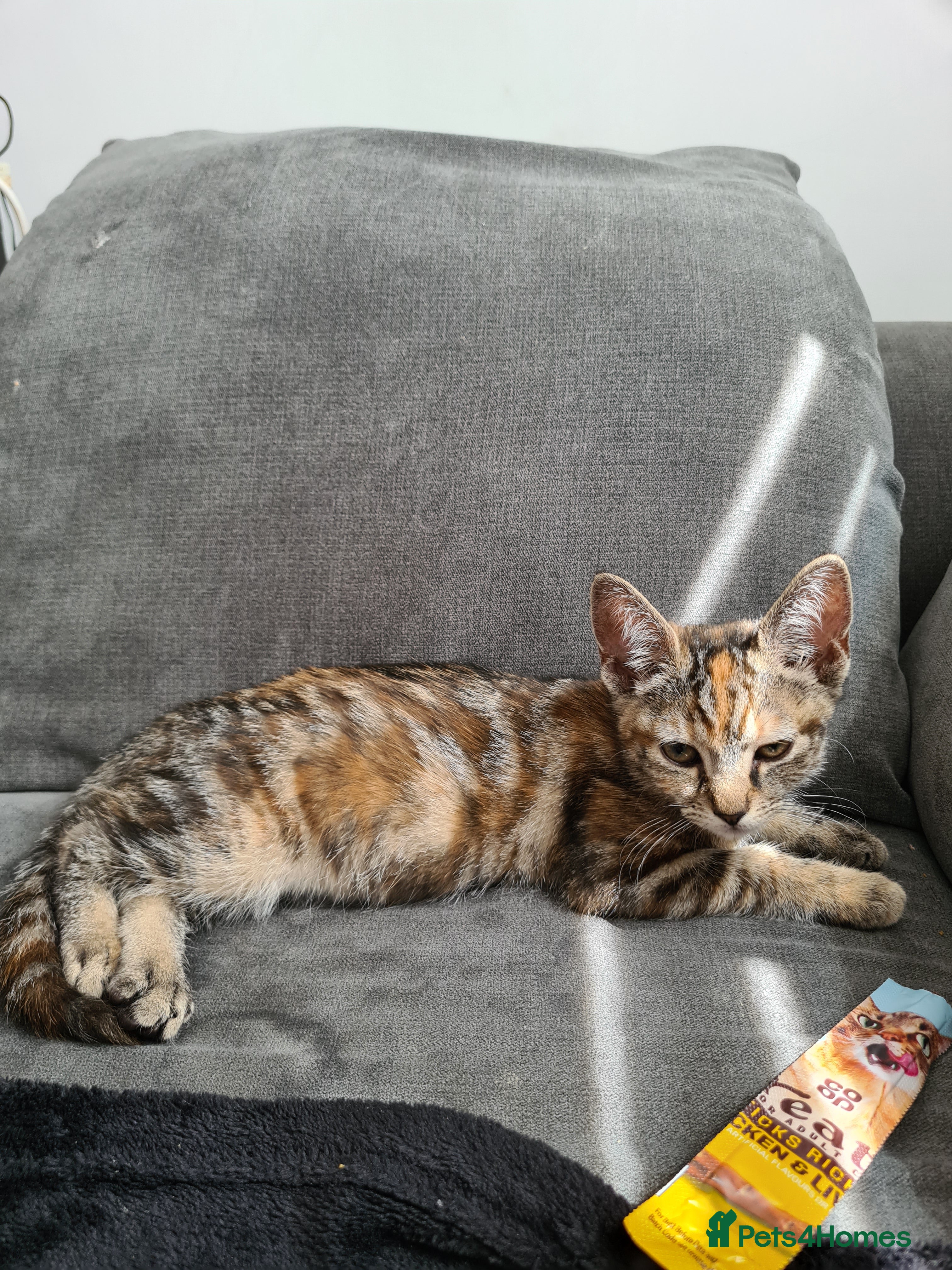 Mixed Breed cats Mother and two daughters  - Advert 8