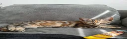Mixed Breed cats for sale: Mother and two daughters  - Advert 1