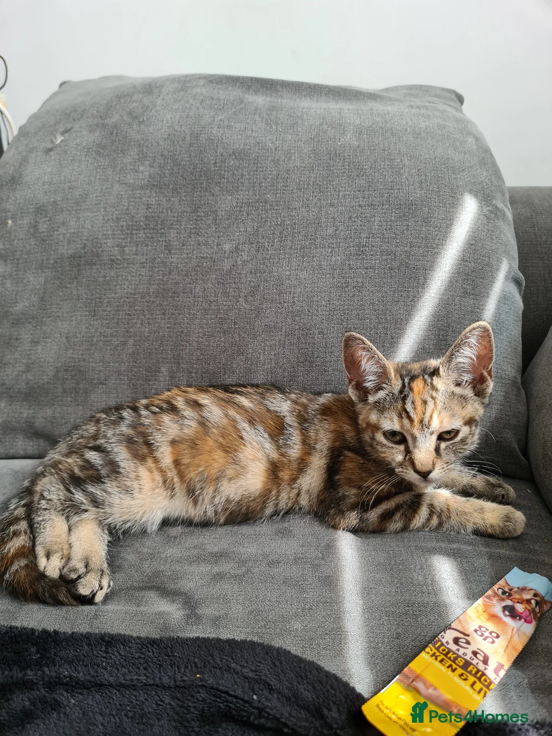 Mixed Breed cats for sale: Mother and two daughters  - Advert 1