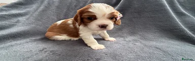 Cavalier King Charles Spaniel 4