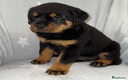 Rottweiler dogs for sale: **Stunning Rottweiler Puppies** - Image 8
