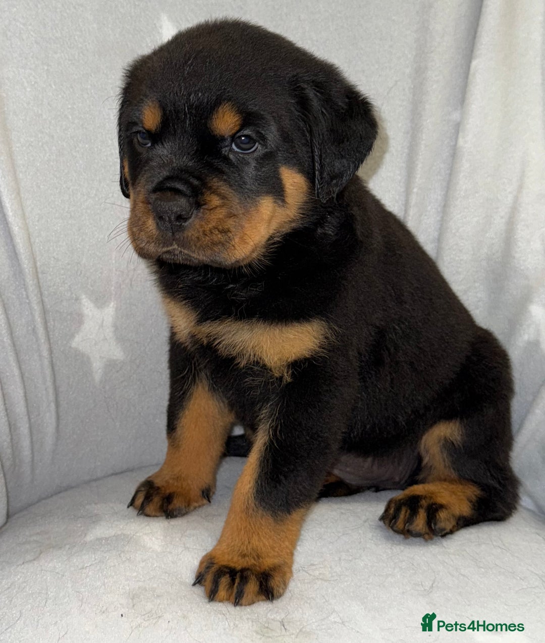 Rottweiler dogs for sale: **Stunning Rottweiler Puppies** - Image 8