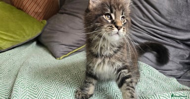 Maine Coon cats - Advert 5