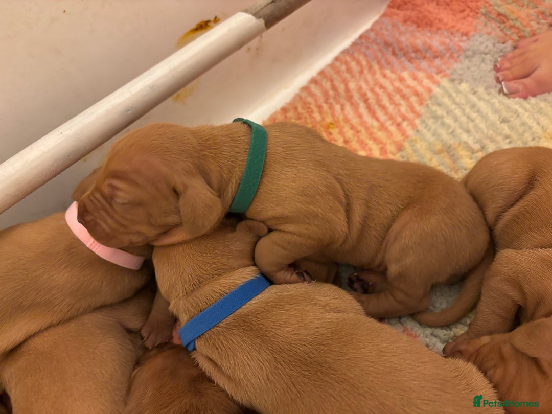 Hungarian Vizsla dogs for sale: Ready to leave KC Registered Vizsla Puppy  - Advert 30