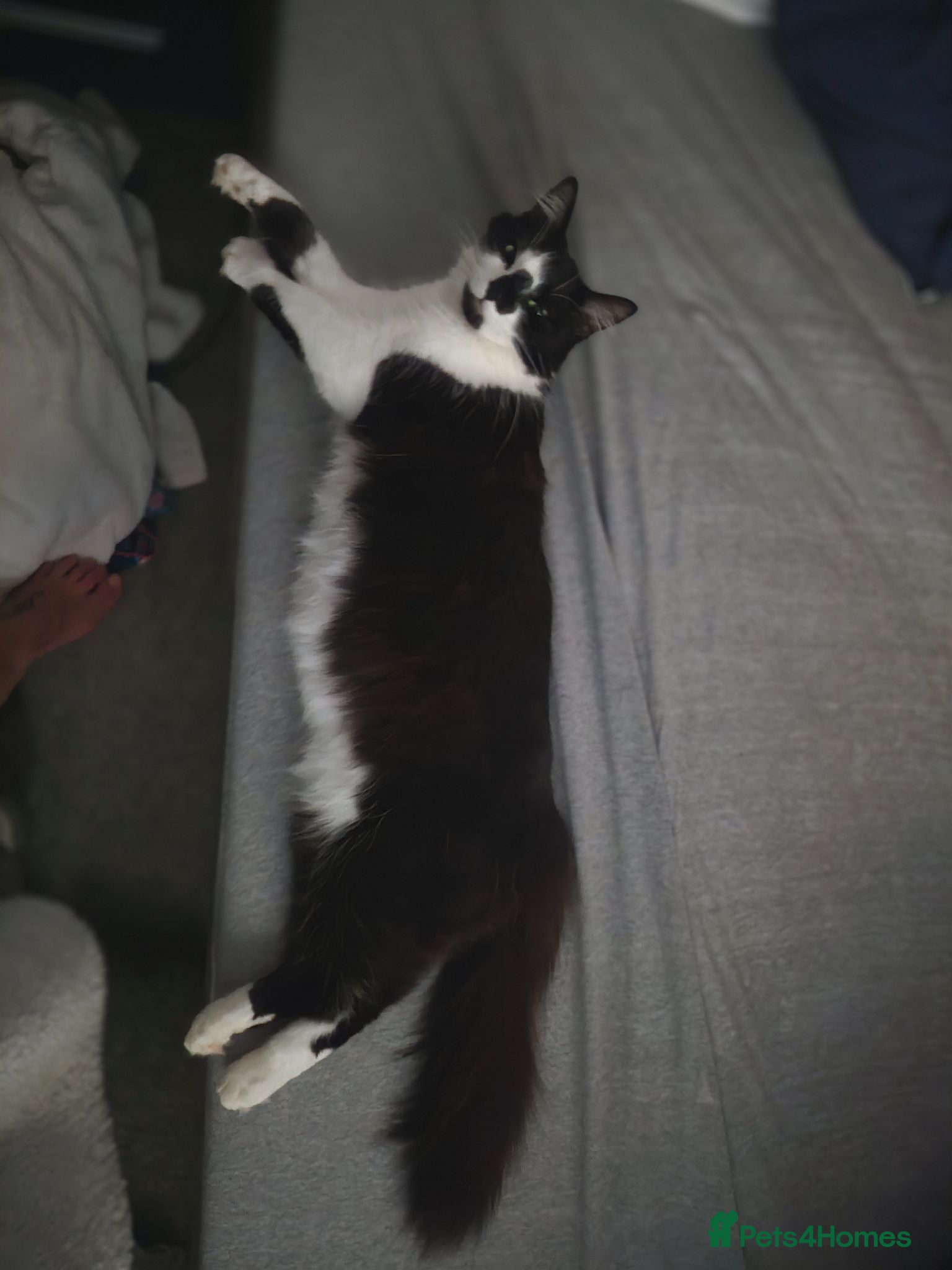 Mixed Breed cats Our 2 year old Ruby  - Advert 1