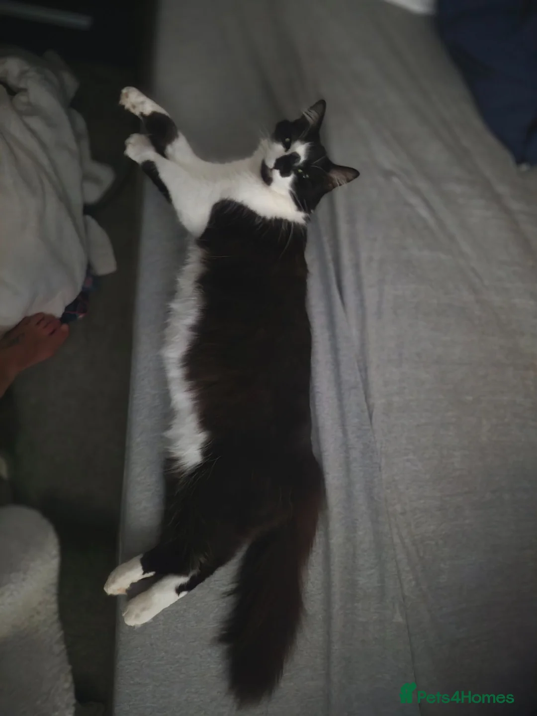 Mixed Breed cats for sale: Our 2 year old Ruby  - Advert 1