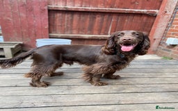 Cocker Spaniel dogs for sale: Cocker spaniel for unfortunate rehome🐶 - Image 11