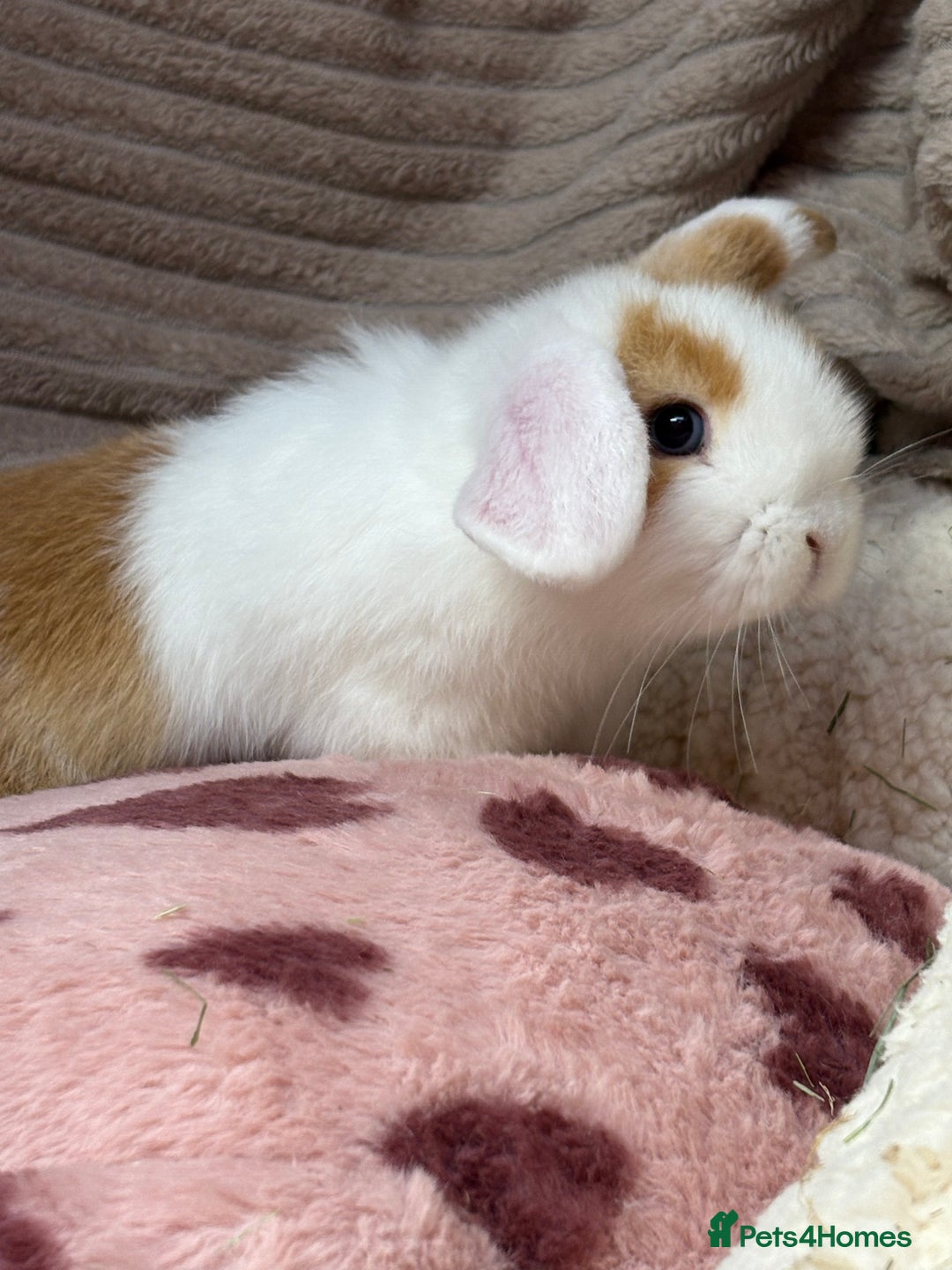 Mini Lop rabbits for sale: Gorgeous mini lops (show lines) vaccinated  - Advert 9
