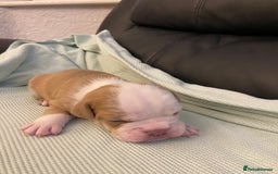 Mixed Breed dogs for sale: Old Tyme bulldogs puppies for sale.  - Image 7