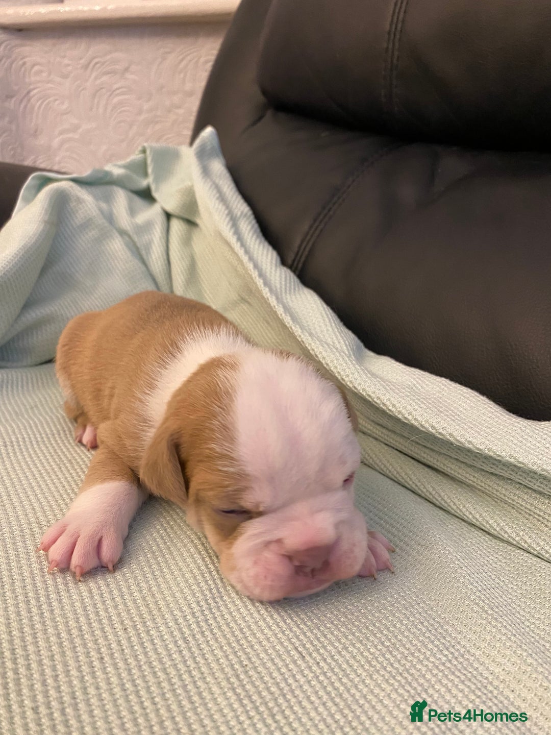 Mixed Breed dogs for sale: Old Tyme bulldogs puppies for sale.  - Image 7