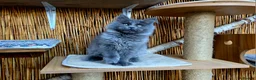 Maine Coon cats for sale: 2 Stunning GCCF Kittens Available.  - Advert 26