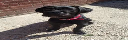 Mixed Breed dogs for sale: 8 month old male Labrador  ** tiff  in Diss - Advert 1