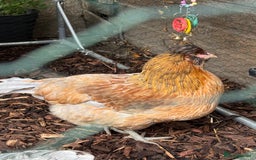 Chickens poultry for sale: Young Laying Hen for Sale - Image 2