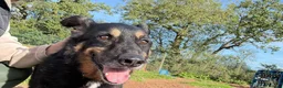 Mixed Breed dogs for adoption: Meet Azra and Vucko,currently residing in Cheshire in Nantwich - Advert 9